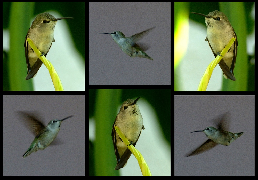 (03) montage (hummingbird at puns place).jpg   (1000x700)   219 Kb                                    Click to display next picture
